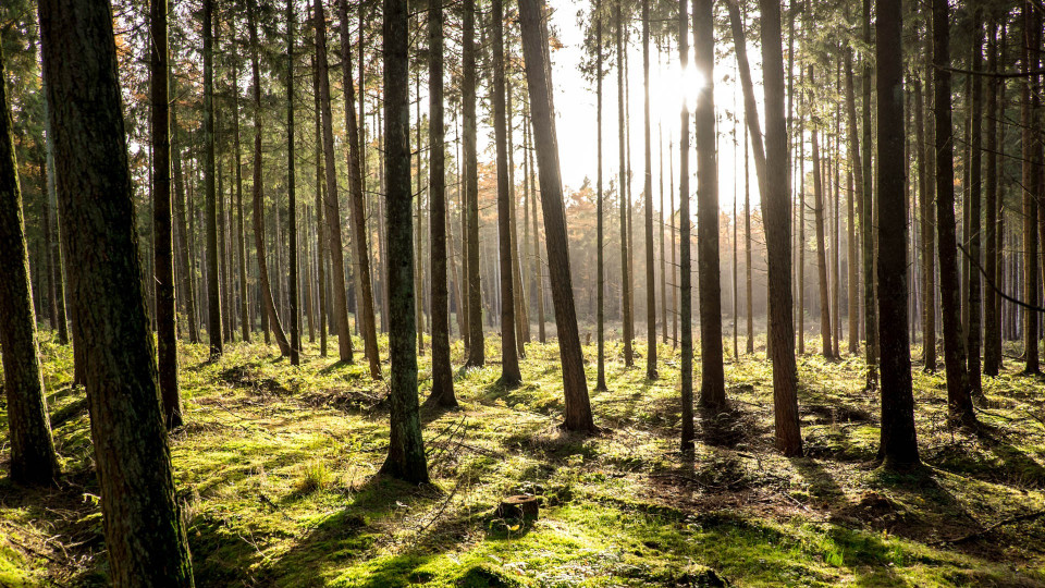 Den Wald vor lauter Bäumen....