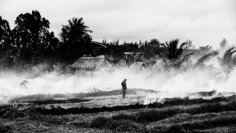 Reisernte: Beißender Qualm (2)