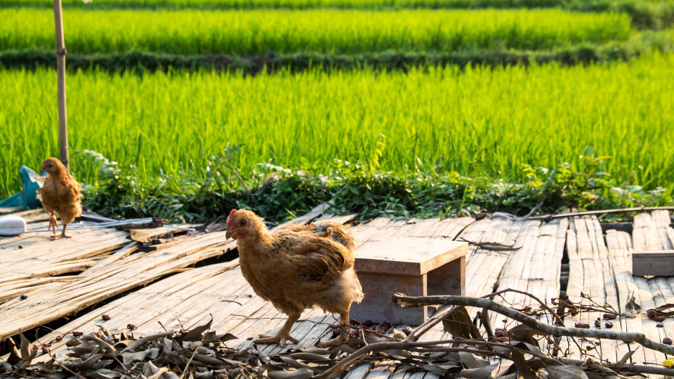 The Loop: Etappe 4 - Satt gesehen zurück auf Start
